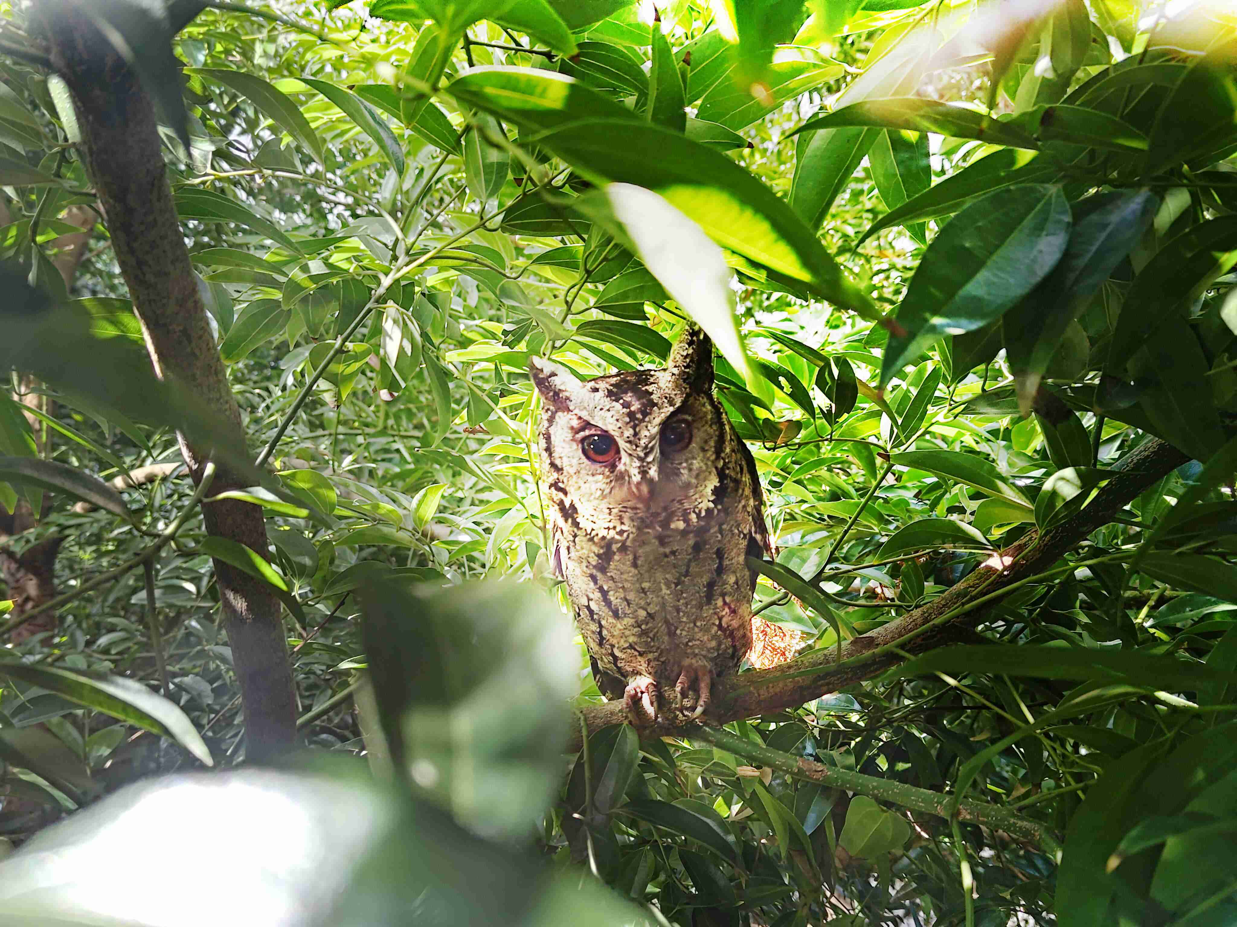 彩霸王致力提倡净零绿生活，，16年以来在全球各厂区植树逾百万棵，，造就各厂区树木蔚然成林，，，，犹如森林工厂，，，，成为许多生物的栖息地